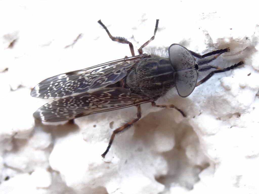 maschio di Haematopota italica (Tabanidae)